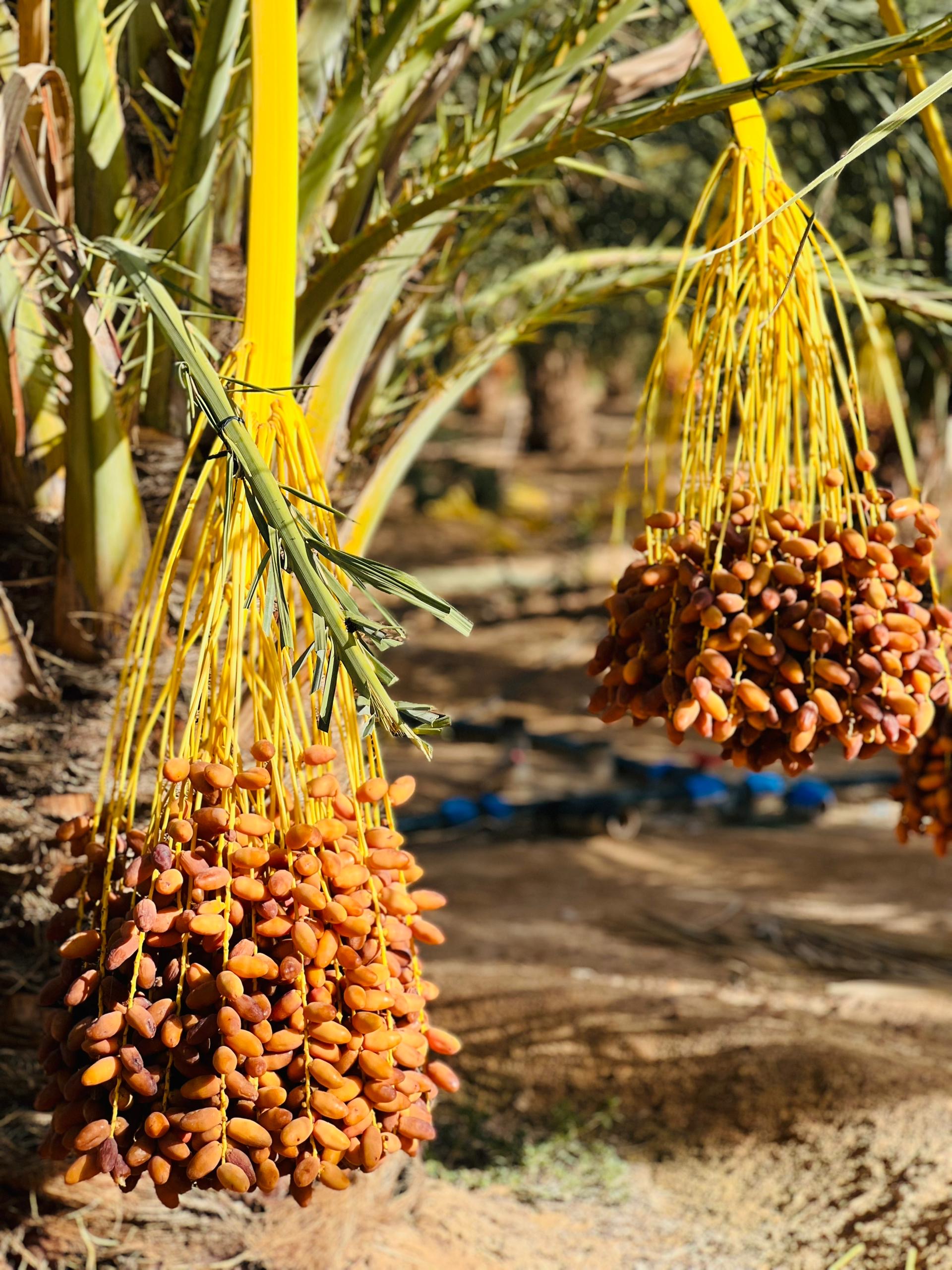 Deglet Nour dates hanging on palm trees at our Libyan farm